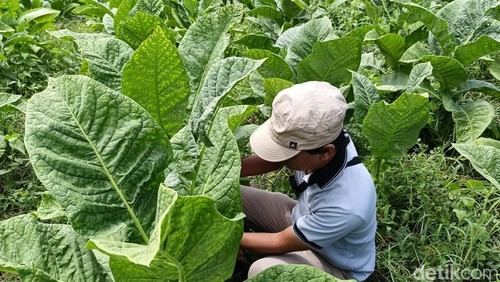 Petani Tembakau di Lumajang