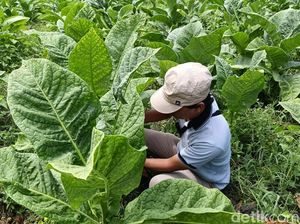 DPR: Tanpa Kenaikan Cukai, Petani Tembakau Lebih Terlindungi