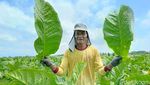 Semringah Petani Tembakau Lumajang Raup Cuan Ratusan Juta