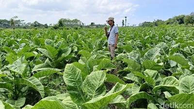 Semringah Petani Tembakau Lumajang Raup Cuan Ratusan Juta