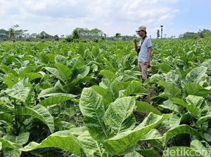 Petani dan Pekerja Dorong Moratorium Kenaikan Cukai Tembakau