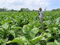 Semringah Petani Tembakau Lumajang Raup Cuan Ratusan Juta