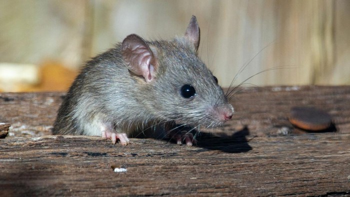 Seekor tikus