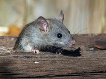 5 Cara Ampuh Usir Tikus Tanpa Racun, Aman untuk Anak dan Hewan Peliharaan