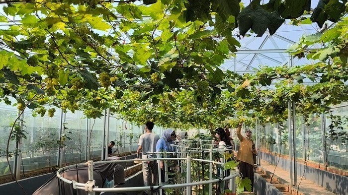 Taman Anggur Alamanda Farmhouse