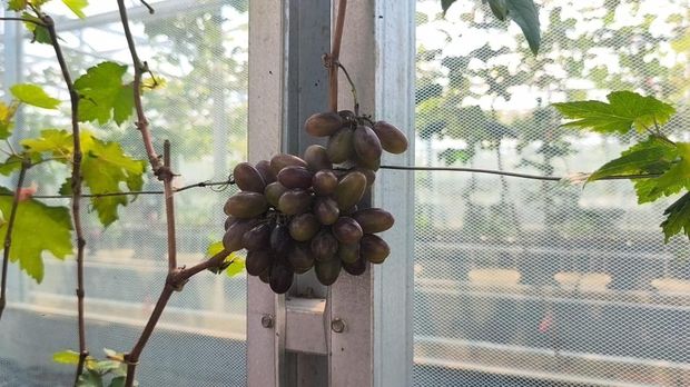 Taman Anggur Alamanda Farmhouse Palembang