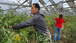 Unik, Panen Buah Goji Berry di Lahan Panel Surya Tiongkok