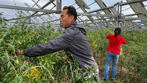 Unik, Panen Buah Goji Berry di Lahan Panel Surya Tiongkok
