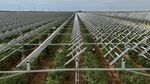 Unik, Panen Buah Goji Berry di Lahan Panel Surya Tiongkok