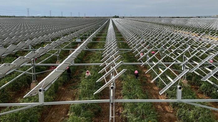 Pemandangan unik terlihat di instalasi agri-solar Ningxia Baofeng, Daerah Otonomi Ningxia Hui, Tiongkok. Para pekerja memanen buah goji berry yang tumbuh subur di sela-sela panel surya, Selasa (16/9/2025). REUTERS/Lewis Jackson