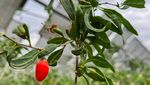 Unik, Panen Buah Goji Berry di Lahan Panel Surya Tiongkok