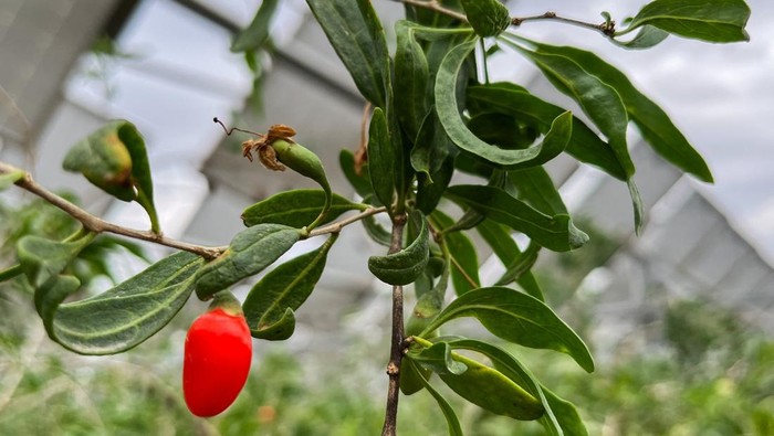 Pemandangan unik terlihat di instalasi agri-solar Ningxia Baofeng, Daerah Otonomi Ningxia Hui, Tiongkok. Para pekerja memanen buah goji berry yang tumbuh subur di sela-sela panel surya, Selasa (16/9/2025). REUTERS/Lewis Jackson