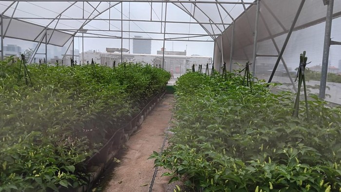 Urban Farmin di Atas Mayestik