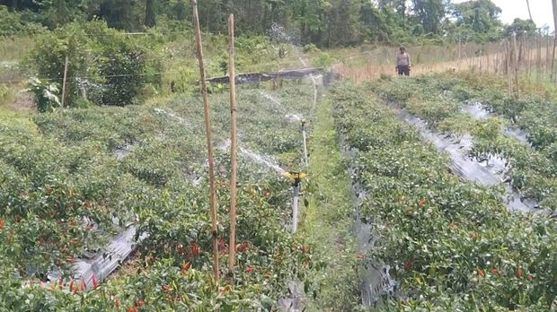 Anggota Polres Baubau, Aiptu M Arip Pelu, menggagas sistem penyiraman kincir air untuk para petani di Sorawolio, Kota Baubau, Sulawesi Tenggara. Anggota Polres Baubau, Aiptu M Arip Pelu, menggagas sistem penyiraman kincir air untuk para petani di Sorawolio, Kota Baubau, Sulawesi Tenggara.