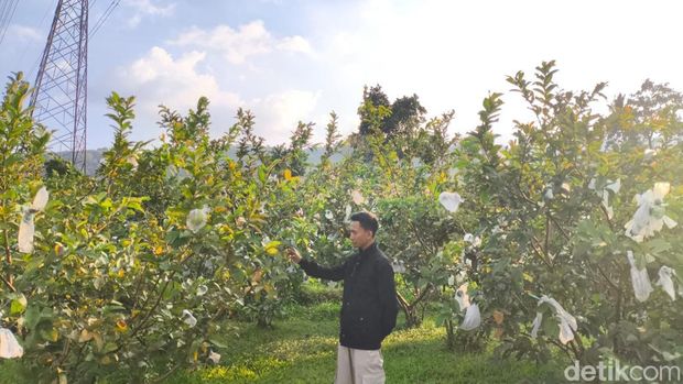 Arowisa Pakuwon di Kuningan. Arowisa Pakuwon di Kuningan.