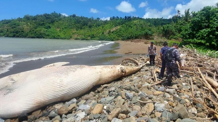 Bangkai paus balin di Pantai Nglarap Tulungagung