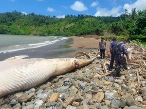 Paus Sepanjang 7 Meter Mati Terdampar di Pantai Nglarap Tulungagung