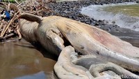 Balai Pengelolaan Sumberdaya Pesisir dan Laut (BPSPL) Denpasar menegaskan bahwa penanganan bangkai harus mengikuti standar khusus.