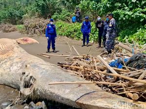 Bangkai Paus Balin Terdampar di Pantai Nglarap Tulungagung