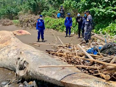 Bangkai Paus Balin Terdampar di Pantai Nglarap Tulungagung