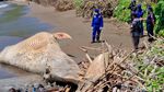 Bangkai Paus Balin Terdampar di Pantai Nglarap Tulungagung