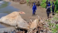 Proses penguraian diperkirakan berlangsung sekitar dua pekan, dan masyarakat diimbau tidak mendekat untuk mencegah potensi penyebaran penyakit.