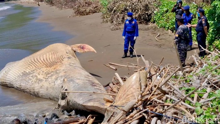 Bangkai Paus Balin terdampar di Pantai Nglarap Tulungagung