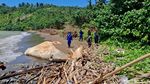 Bangkai Paus Balin Terdampar di Pantai Nglarap Tulungagung