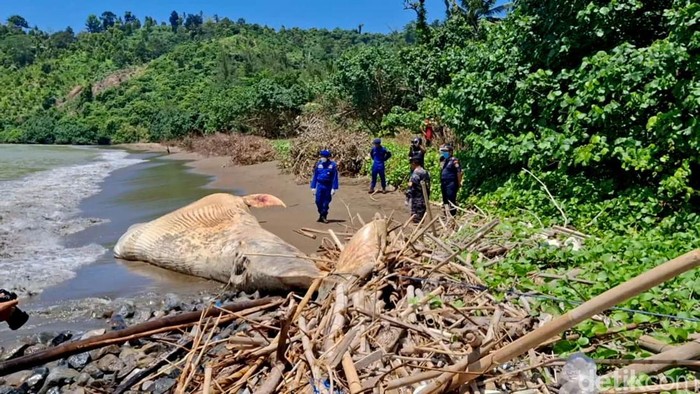 Bangkai Paus Balin terdampar di Pantai Nglarap Tulungagung