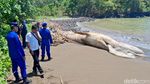 Bangkai Paus Balin Terdampar di Pantai Nglarap Tulungagung