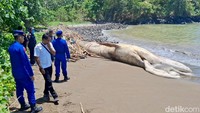 Namun, opsi penguburan maupun evakuasi terkendala akses jalan yang sulit dilalui. Karena tidak membahayakan warga, diputuskan bangkai paus dibiarkan terurai secara alami.