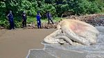 Bangkai Paus Balin Terdampar di Pantai Nglarap Tulungagung
