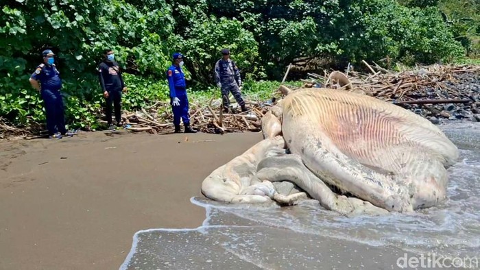Bangkai Paus Balin terdampar di Pantai Nglarap Tulungagung