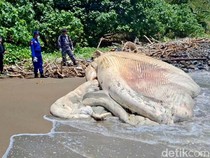 Video: Paus Balin Sepanjang 7 Meter Mati Terdampar di Pantai Nglarap