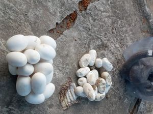 Teror Kobra di Klaten, 10 Hari Ketemu 2 Ular dan 70 Telur Siap Menetas