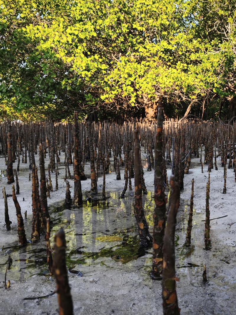 Hasil Kamera Xiaomi 15T