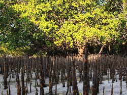 Merekam Keindahan Sumba Pakai Xiaomi 15T