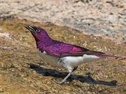 Hewan Aneh dan Unik Ini Asli, Bukan Editan Photoshop atau AI