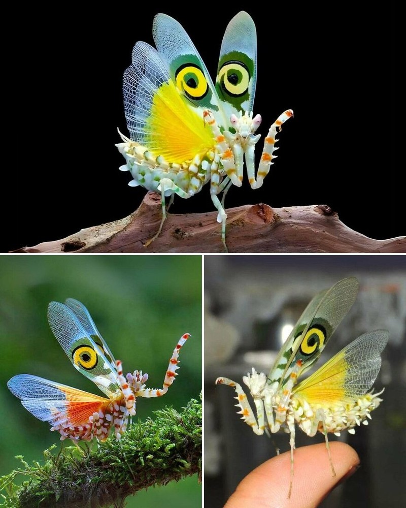 Hewan Aneh Bukan Editan AI