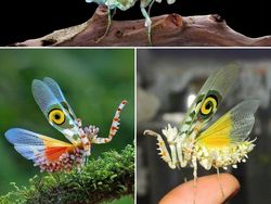 Hewan Aneh dan Unik Ini Asli, Bukan Editan Photoshop atau AI