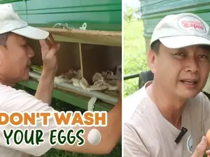 Jangan Langsung Dicuci, Ini Cara Simpan Telur agar Awet dari Peternak