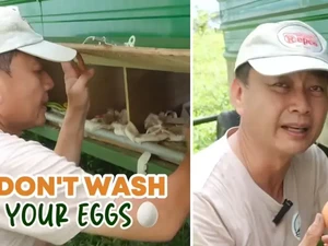 Jangan Langsung Dicuci, Ini Cara Simpan Telur agar Awet dari Peternak