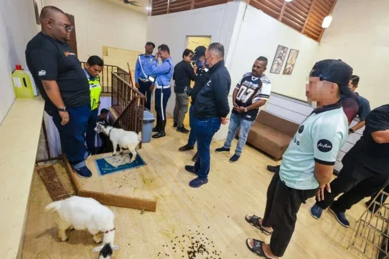 Hadirkan Alpaka Demi Hibur Pengunjung, Kafe Ini Didenda Rp 37 Juta.