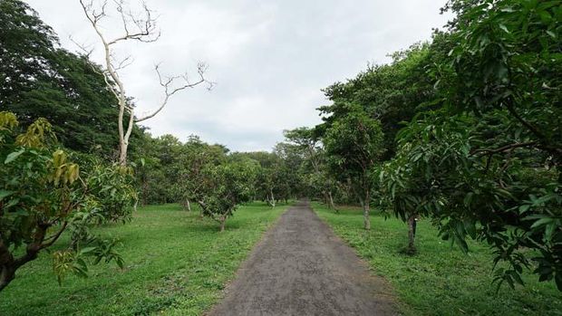 Atraksi menarik di Kebun Raya Purwodadi
