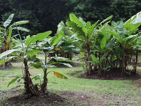 Koleksi Pisang di Kebun Raya Purwodadi Koleksi Pisang di Kebun Raya Purwodadi