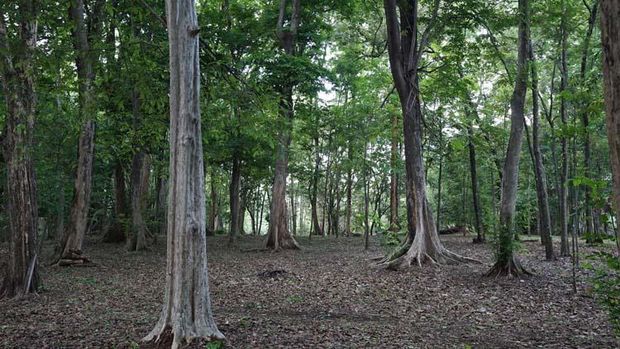 Koleksi Ragam Tanaman di Kebun Raya Purwodadi