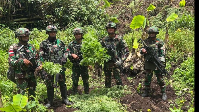 Satgas Pamtas RI–PNG menemukan empat ladang ganja di Kabupaten Pegunungan Bintang, Papua Pegunungan.
