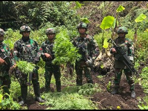 TNI Temukan 4 Ladang Ganja di Pegunungan Bintang Papua