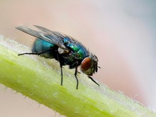 Bukan Pakai Lilin, Ini 3 Bahan Alami yang Ampuh Usir Lalat di Sekitar Makanan