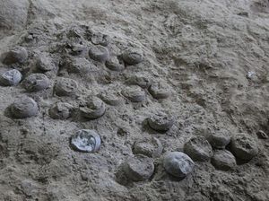 Temuan Ribuan Telur Dinosaurus Berusia 86 Juta Tahun Lalu, Ilmuwan Ungkap Fakta Ini